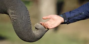 Un elefante saludó al veterinario que le salvó la vida hace 12 años y la imagen conmovió a la red