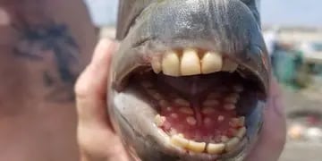 Descubren un pez con dientes que parecen humanos y la imagen se volvió viral en Facebook