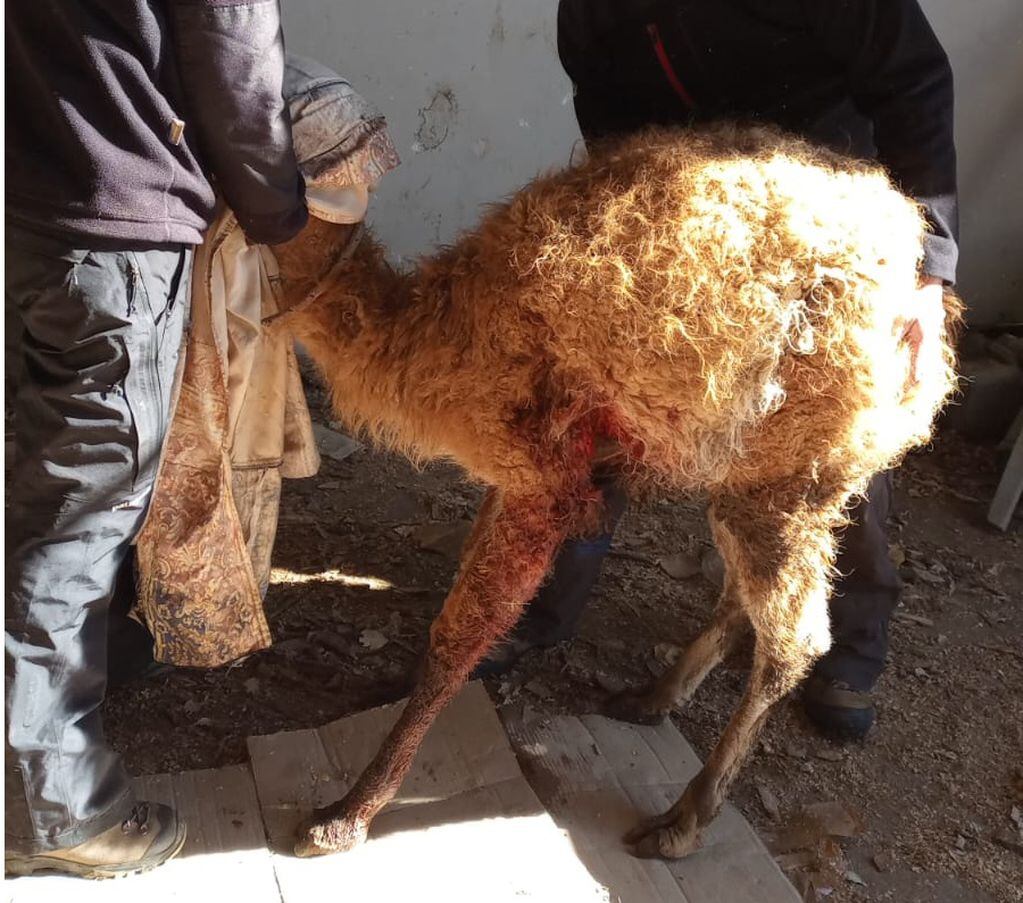 Un guanaco fue atacado por un grupo de perros en el Cordón del Plata, lo curaron y regresó a su hábitat. Foto: Gentileza Fundación Cullunche