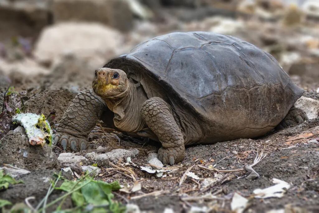 Chelonoidis phantasticus. La tortuga fue encontrada en Galápagos. (Twitter)