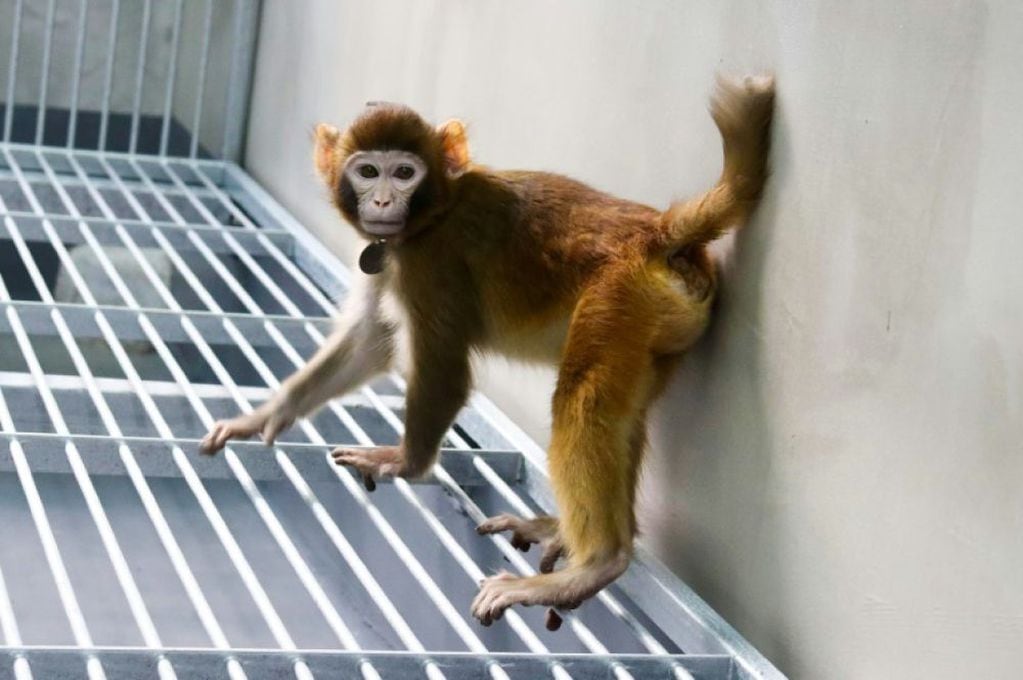 Este es Tetro, creado por cientificos chinos, es un ejemplar de mono macaco rhesus que llegó a  edad adulta
