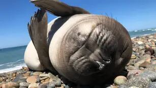 Dejó su cámara en una playa de Puerto Madryn y se acercó un cachorro de elefante marino