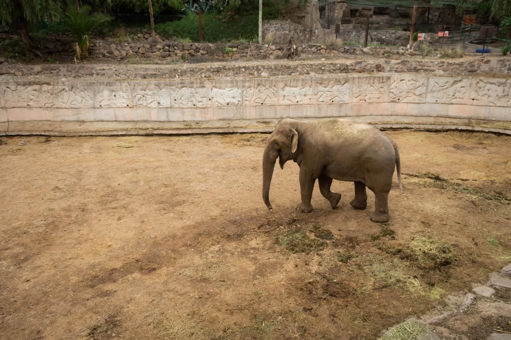 Elefantes en Mendoza: el día en que Tamy se fugó del Zoo y lo encontraron deambulando en Papagayos. Foto: Ignacio Blanco / Los Andes.