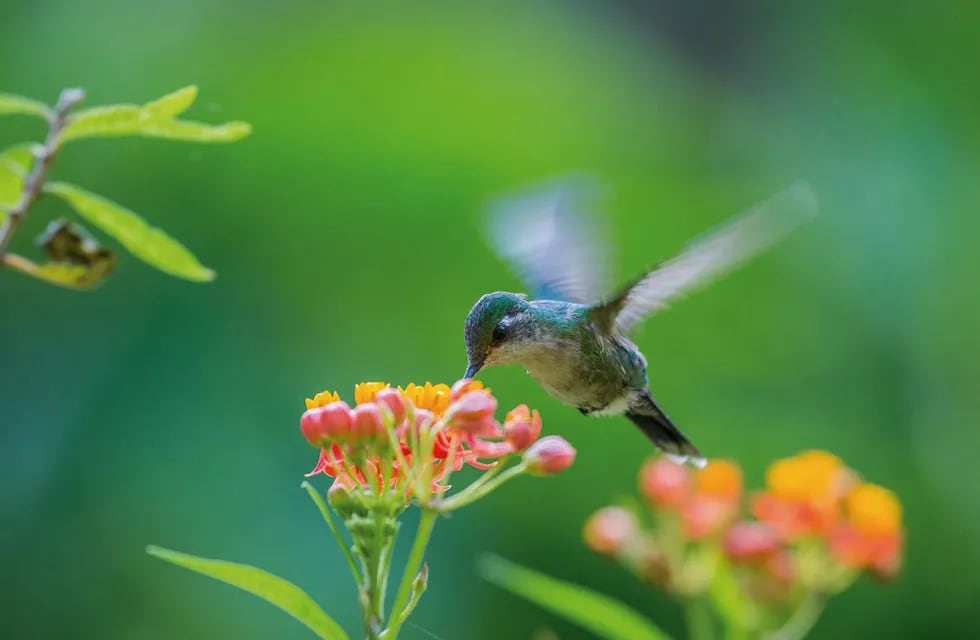 Un jardín creado para atraer colibríes
