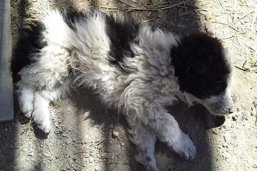 Hallan perros envenenados en Luján