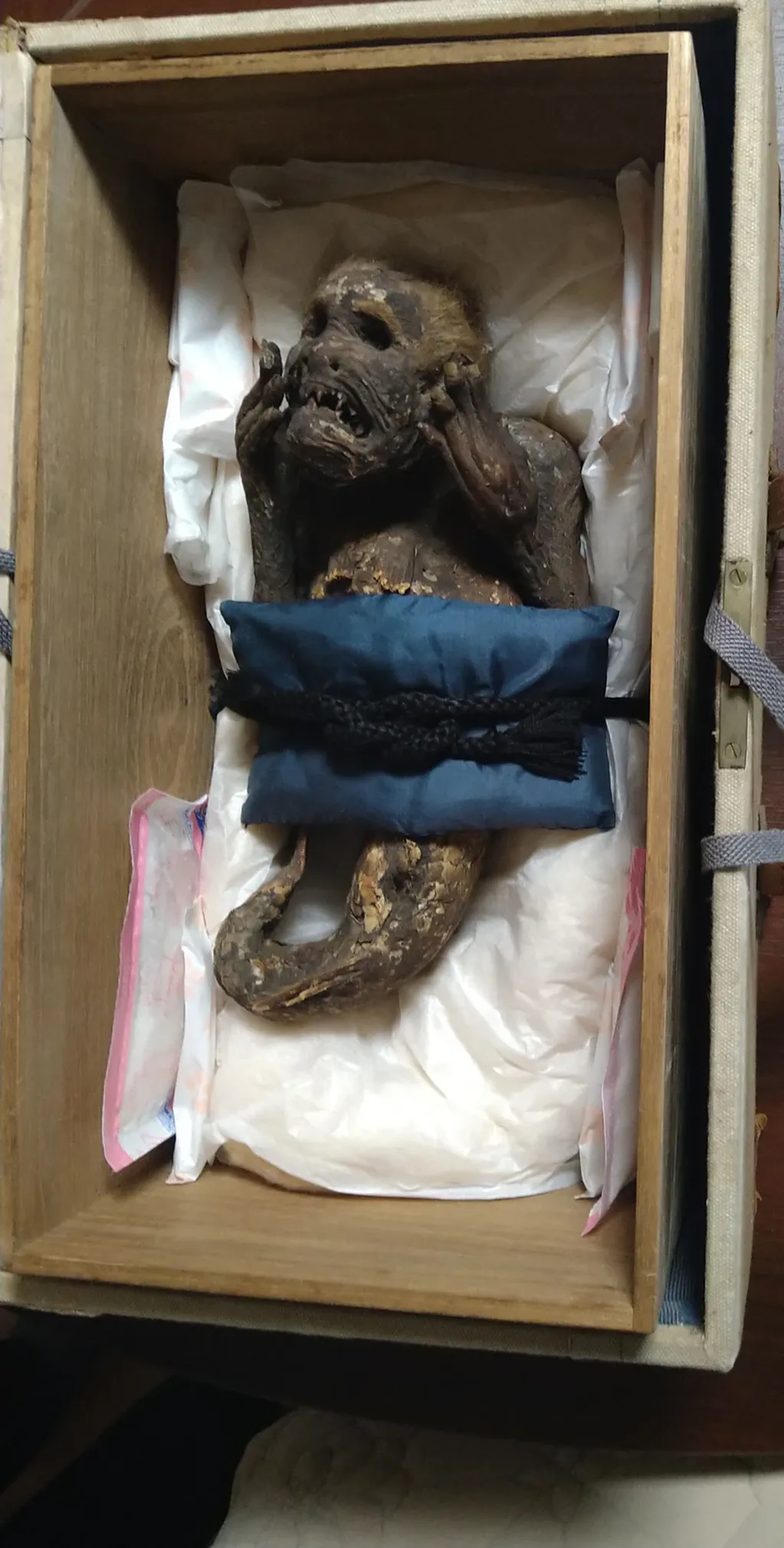La supuesta sirena momificada, encontrada hace 300 años. Foto: Universidad de Ciencias y Artes de Kurashiki de Okayama.