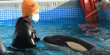 Murió “Toa”, una orca bebé que había sido rescatada en las aguas de Nueva Zelanda