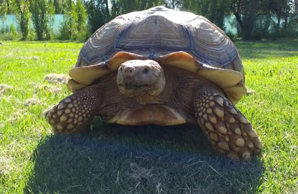 “Se les escapó la tortuga”: luego del ejemplar gigante encontrado en San Rafael, buscan a dos más en Mendoza. Foto: Prensa Secretaría de Ambiente de Mendoza.
