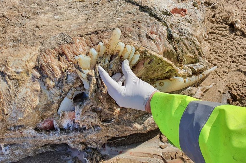 Los restos de un extraño animal fueron hallados en las costas de .Gales. Pen News