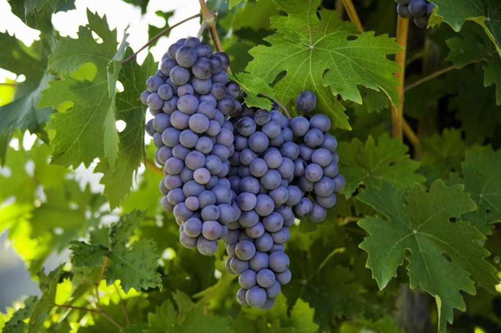 La producción orgánica de vinos mantiene su crecimiento.