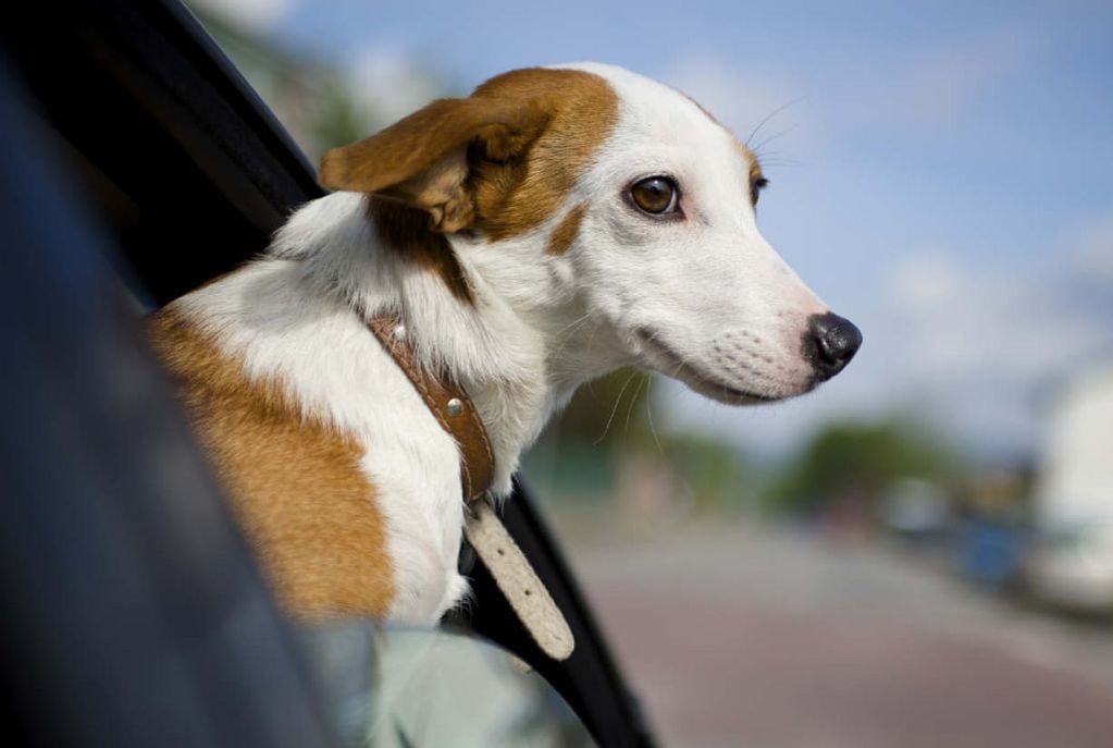 Una mujer fue detenida por la muerte de cuatro perros, dos de ellos cachorros, que dejó una hora al sol dentro de un vehículo para ir a comer con su novio. / Imagen ilustrativa.