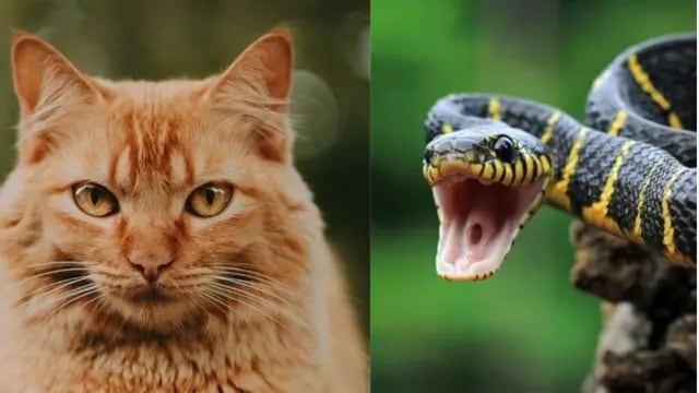 Gato serpiente