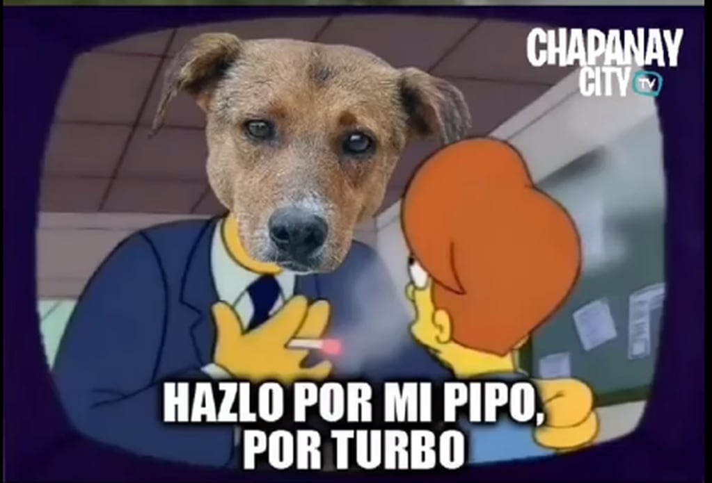 Quién es Turbo, el perro que casi es víctima de una tragedia y se convirtió en viral