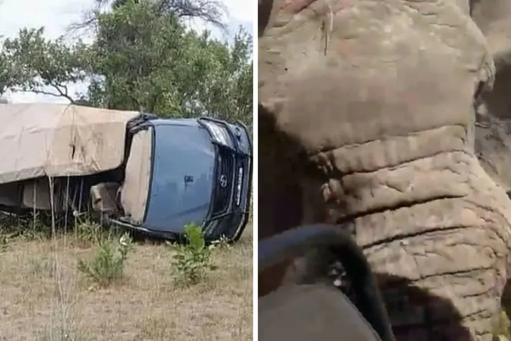 Video: un elefante volcó un vehículo de safari en Zambia y mató a una mujer de 80 años