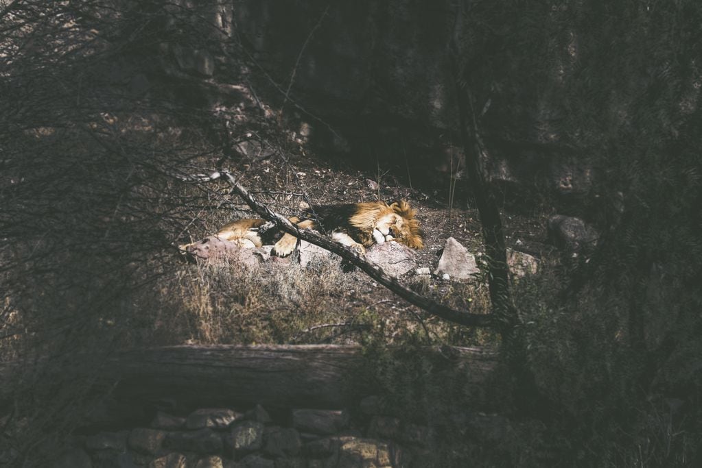 Los días del león Chupino en el ex Zoo de Mendoza transcurrían entre la fosa de cemento y piedras donde pasaba echado al sol algunos días y una cueva interna enjaulada aislado de otros ejemplares. Foto: Geraldine Vidal / ONG Enfoque Animal. 