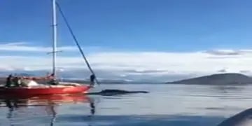 Repudio. El momento en el que un velero choca a una ballena en el canal de Beagle. (Captura de video)