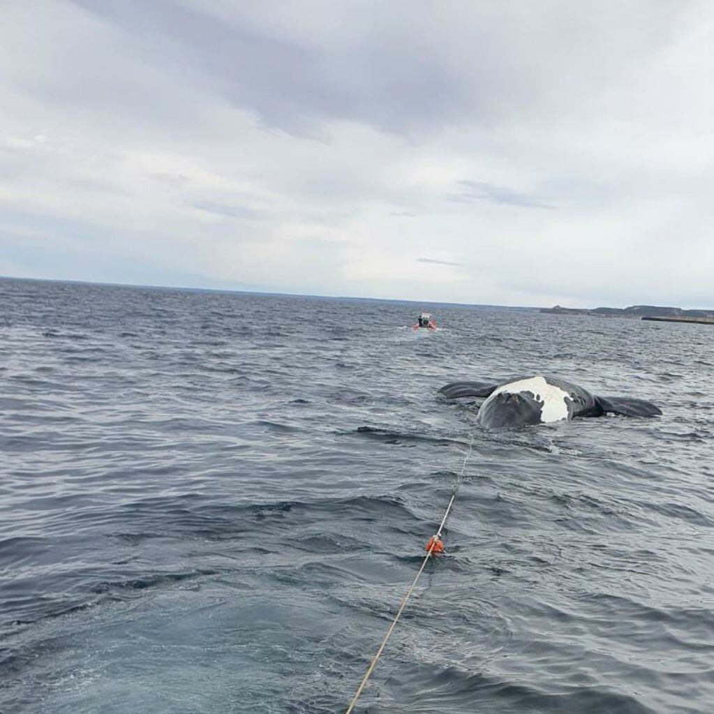 Ballenas muertas Península de Valdés