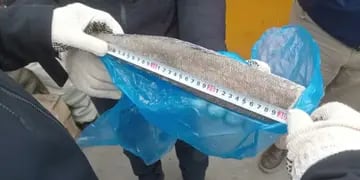 Pesca ilegal: decomisaron la carga del buque chino y descubrieron una falta ecológica que pondría en peligro a la especie
