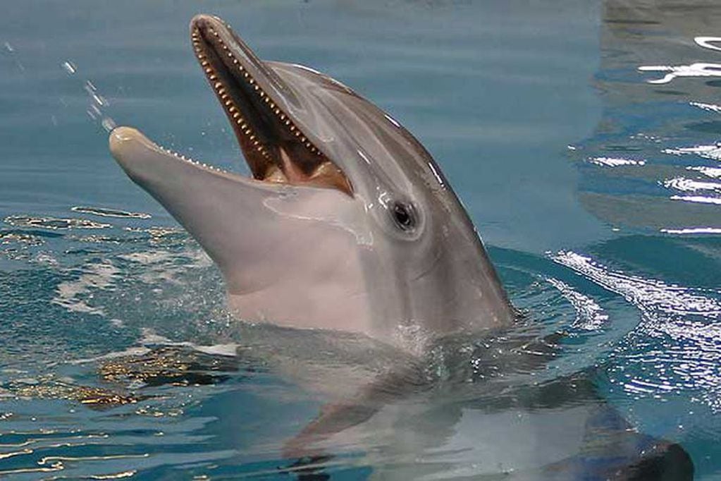 “La delfín más famosa del mundo”, la denominan los medios locales, tenía 16 años y había arribado al acuario de la costa oeste de Florida en 2005.