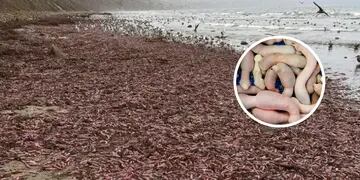 Invasión de peces "pene" en las costas del sur argentino