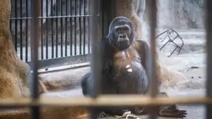 Activistas exigen la liberación de Bua Noi, el gorila más solitario del mundo