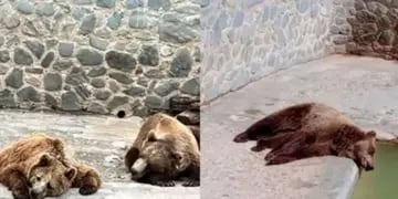 Zoológico de San Pedro, osos en mal estado