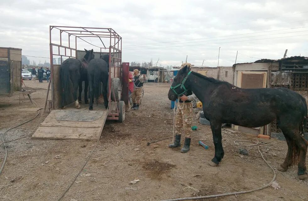 Los caballos rescatados durante el allanamiento. Gentileza Ministerio de Seguridad.