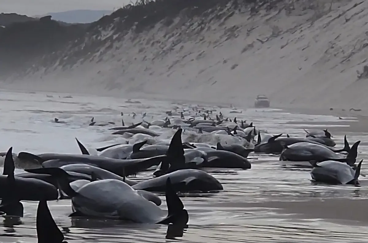Las ballenas piloto varadas en la costa de Tasmania. Foto: Web