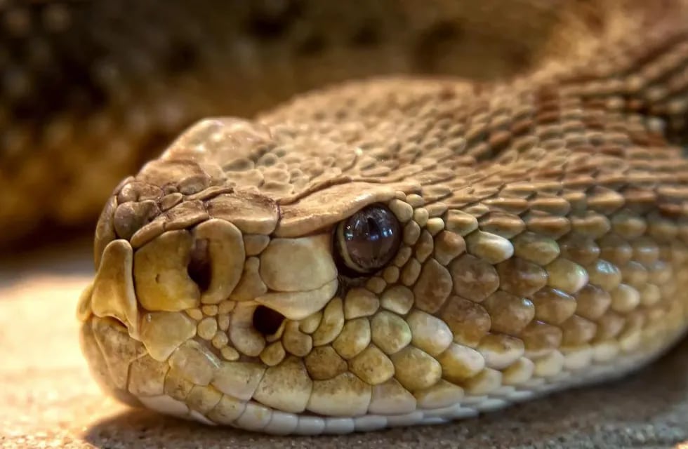 Científicos de Brasil identificaron una sustancia en el veneno de una serpiente que habita en la Argentina capaz de impedir la reproducción del coronavirus