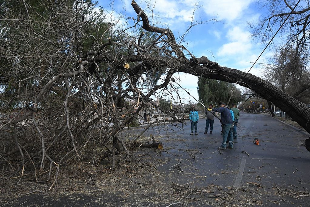 Durante la tarde del miércoles, un árbol cayó sobre en la esquina de Costanera y Buenos Aires por el Zonda.