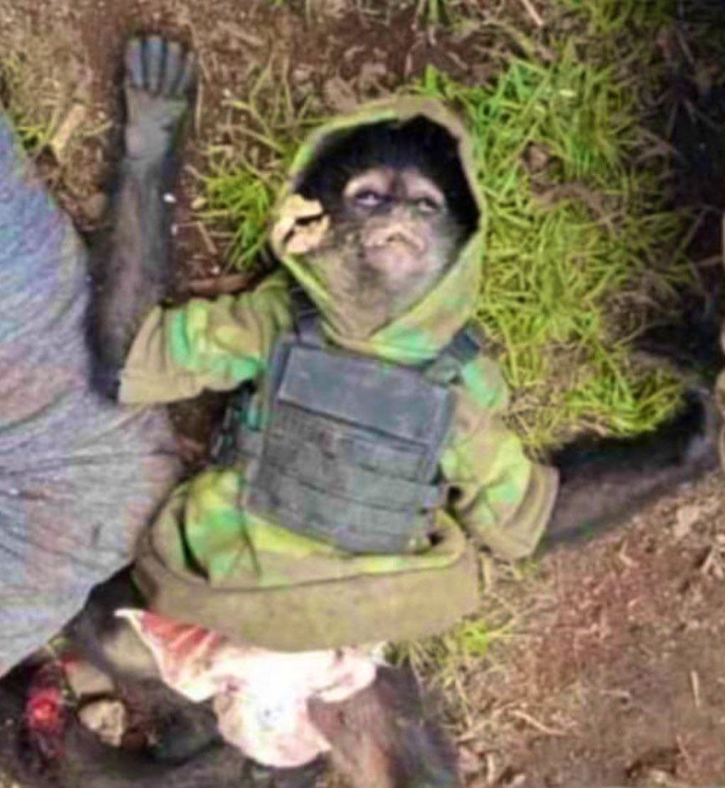Al menos 11 narcos murieron en un tiroteo con fuerzas de seguridad en México. Un mono, mascota de la pandilla y que tenía un chaleco antibalas, también murió en la balacera.