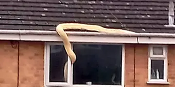 Video: descubrió a una enorme serpiente de 38 kilos entrando en la casa de su vecino