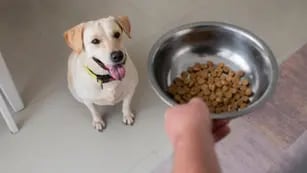 BNA: qué días comprar para ahorrar $4.500 en alimento para mascotas