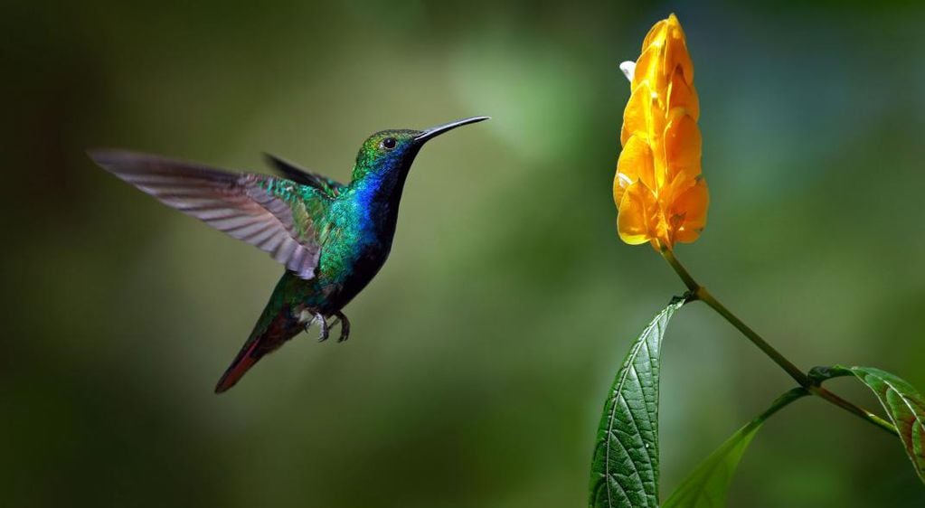Significado espiritual del colibrí: cinco mensajes que intenta darte