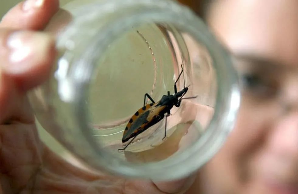 Alto subdiagnóstico por enfermedad de Chagas: 7 de cada 10 personas con la enfermedad desconocen tenerla