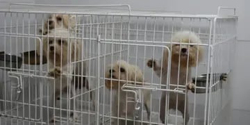 Rescataron a 17 perros de distintas razas en un criadero ilegal y una mujer quedó detenido