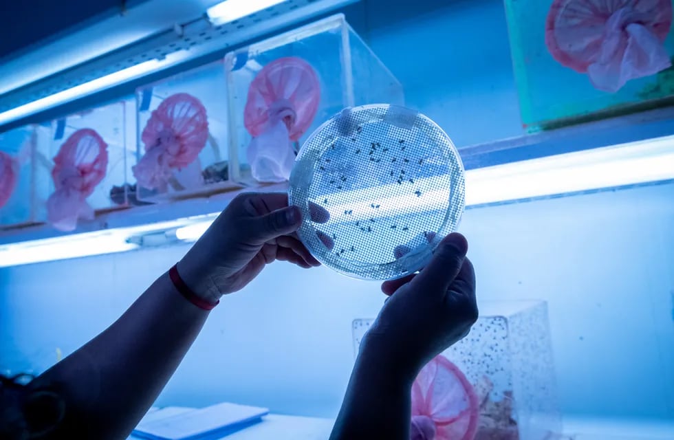 Así se “crean” en laboratorio las Moscas del Mediterráneo estériles que permiten controlar la plaga. Foto: Ignacio Blanco / Los Andes.