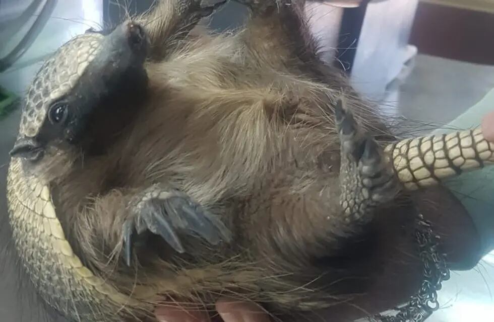 Pichín –nombre dado al armadillo por la familia que lo rescató– se encuentra desde hace 12 días en período de cuarentena