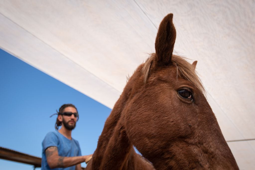 En una finca en San Rafael que ilegalmente se faenaban equinos para comercializar su carne. Cuando se produjo el allanamiento, se encontraron 13 animales con vida.