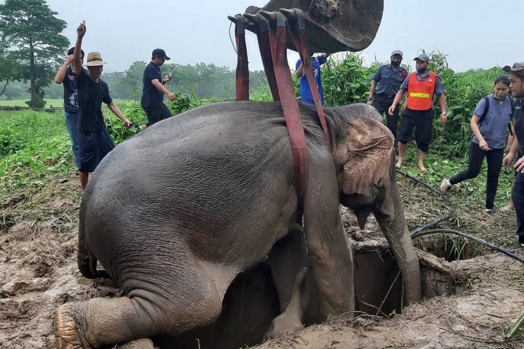 Una elefanta y su bebé fueron rescatados de un pozo, pero a la madre tuvieron que hacerle RCP porque se descompensó. AFP