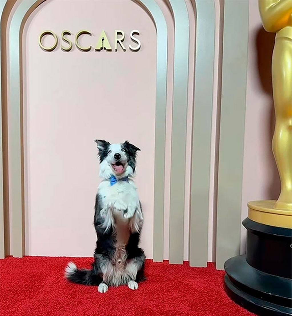 El perro Messi fue protagonista en el almuerzo de los nominados de los Oscars