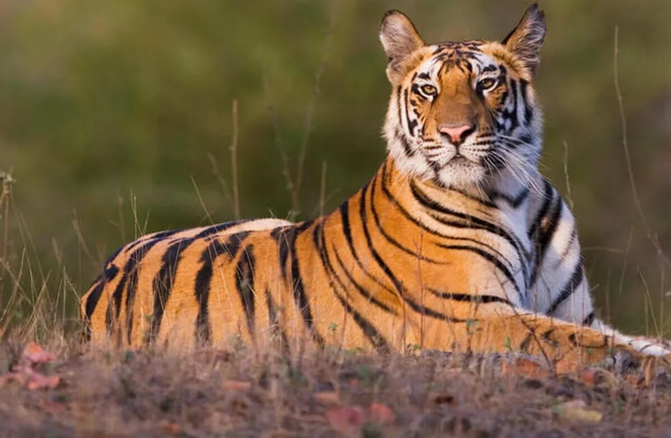 El animal escapó de una reserva natural india y atacó a varias personas, matando a dos. Foto ilustrativa: Web