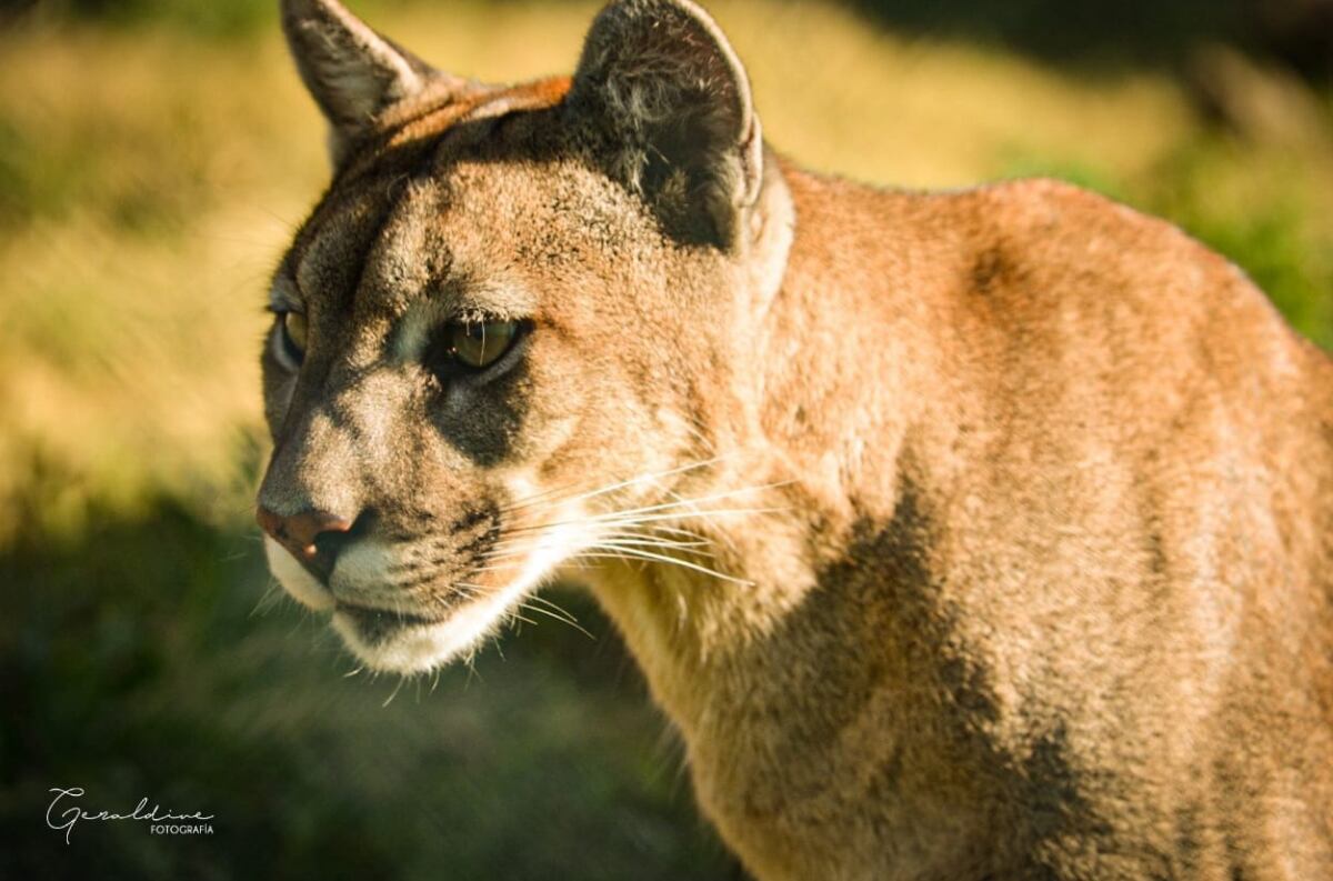 Puma (imagen ilustrativa. Foto: Gentileza "S.O.S. acción Salvaje")