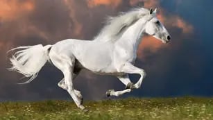 ¿Qué significa soñar con un caballo blanco?