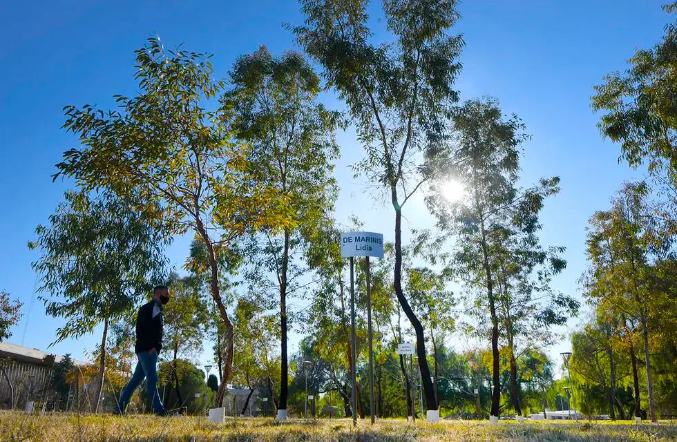 Los árboles del Paseo verdad y Justicia, en la Universidad Nacional de Cuyo (UNCuyo)


Foto Orlando Pelichotti / Los Andes