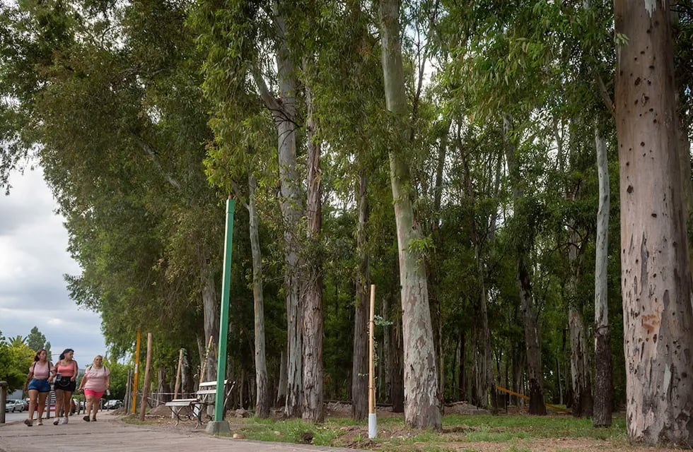 El bosque, de más de 100 años, comienza en calle Yrigoyen, “la variante”, y se extiende hasta el carril Maza. Mejoraron el sistema de riego e iluminación del paseo. Foto: Ignacio Blanco / Los Andes