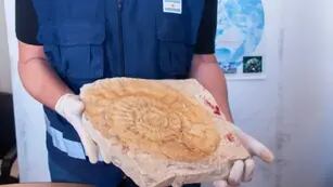 La aduana frustró el contrabando de 6.400 fósiles con un valor incalculable