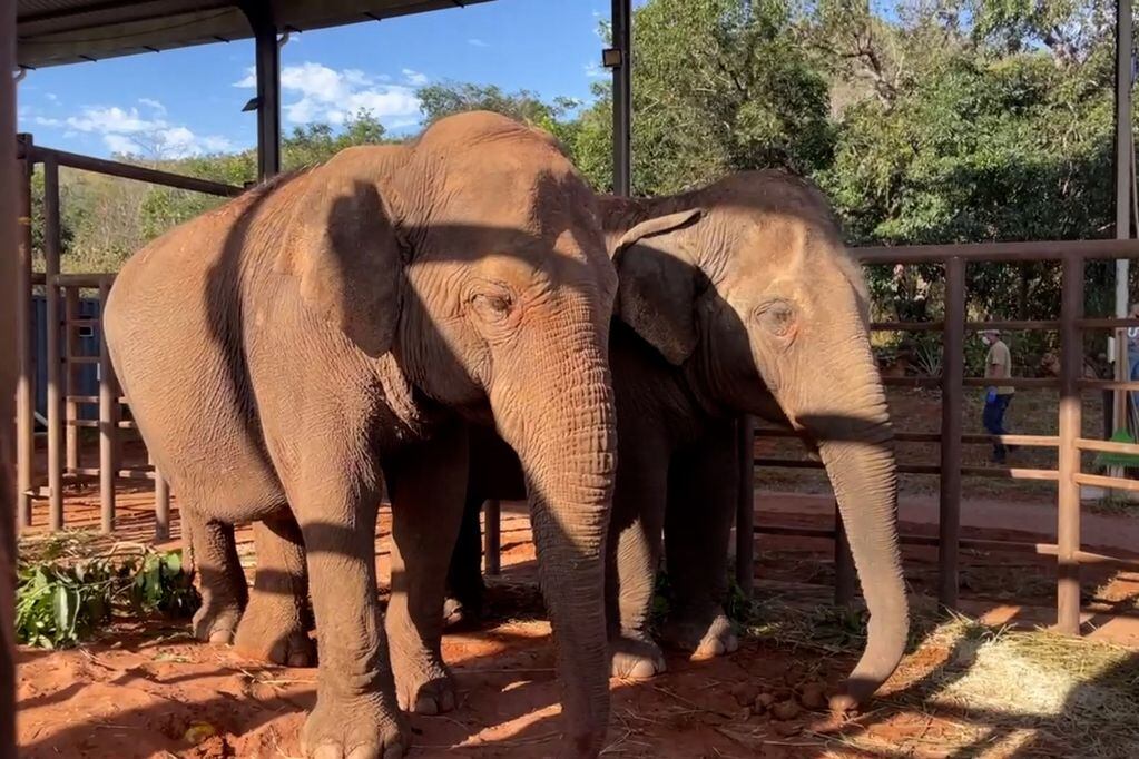 Pocha y Guillermina ya están en el santuario de Mato Grosso. / Global Sanctuary for Elephants