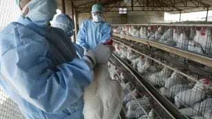Francia elevó a “moderado” el riesgo de gripe aviar tras detectar un nuevo caso