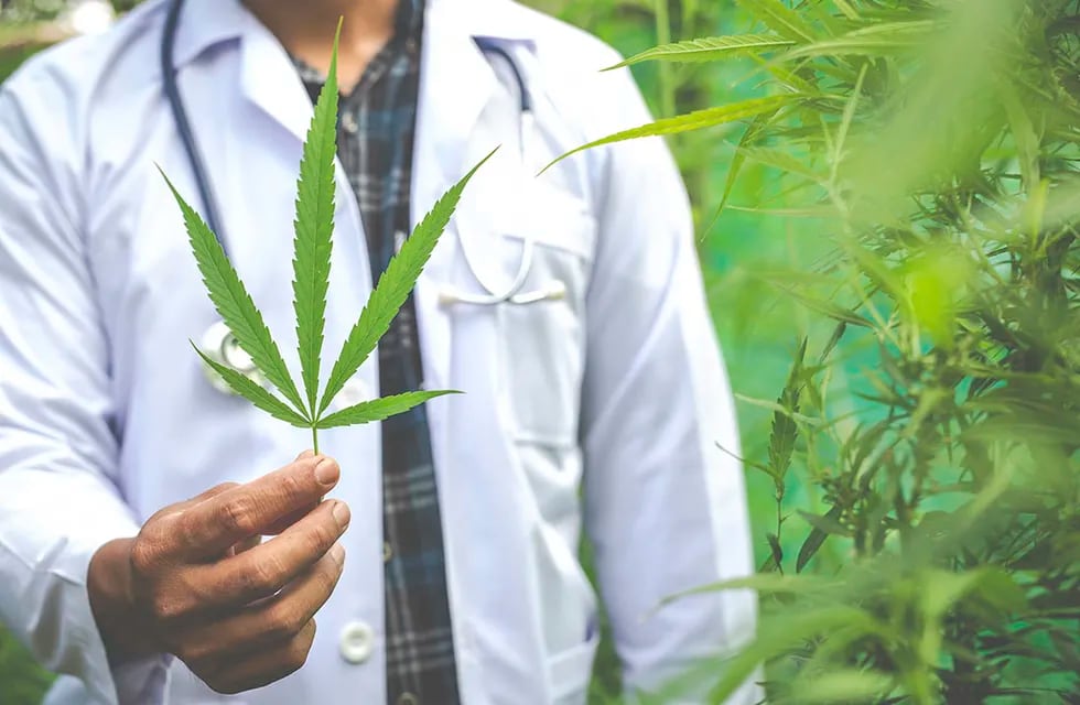 La producción de cannabis medicinal requiere de inversiones millonarias, pero hay mucho mercado y buenos precios de referencia.
